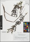 Foto von Salix repens L.